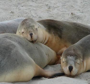 Voyage sur-mesure, Seal Bay